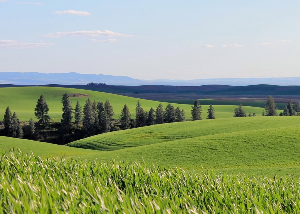 rolling green hills - Whitman County Association of Realtors